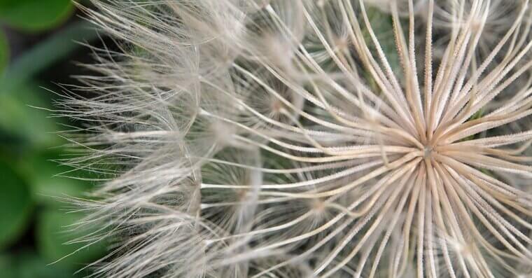 Identify Weeds Before Planning the Attack