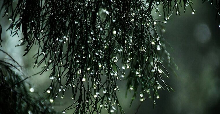 Pull Weeds After It Rains