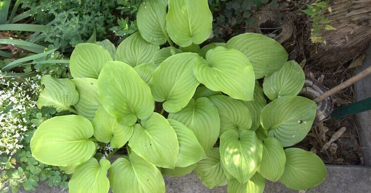 Plant Hardy Ground Covers in Shady Areas