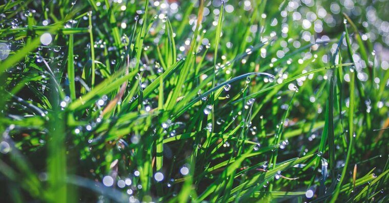 Don’t Overwater After Applying Herbicide