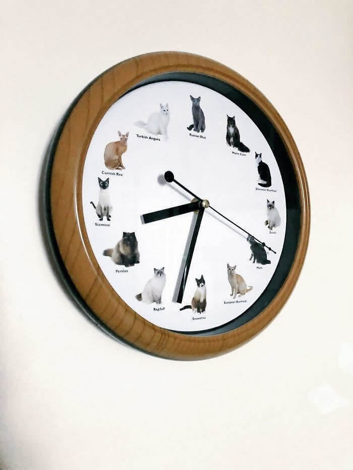 It's Meow O'Clock
