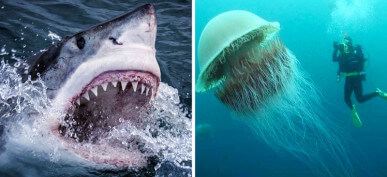 30+ Mind Blowing Pictures That Will Make You Think Twice About Swimming In The Ocean