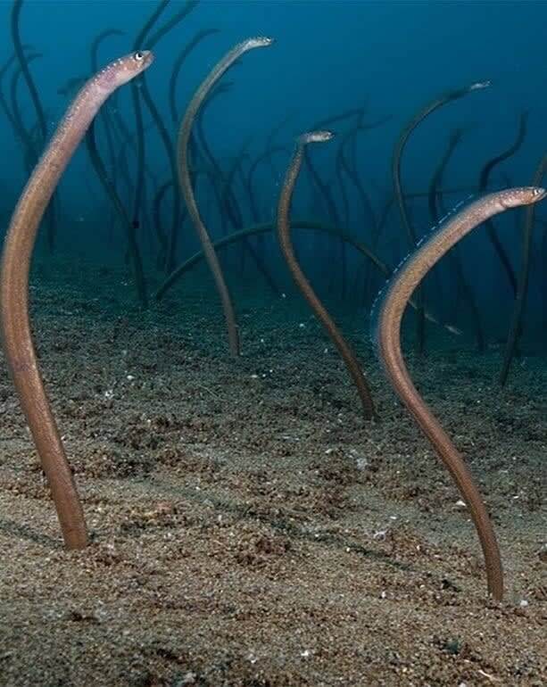 Sea Snakes Or Seaweed