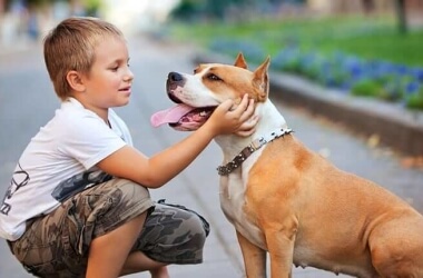 How To Train Your Dog To Be Child Friendly