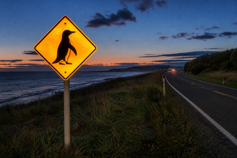 New Zealand's "Penguins Crossing" Night Signs