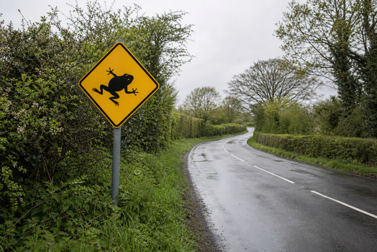 Why "Frog Crossing" Signs Actually Save Lives