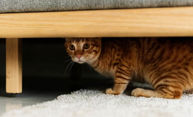 6 Signs Your Cat Is Stressed