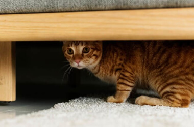 6 Signs Your Cat Is Stressed