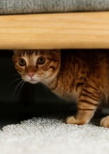 6 Signs Your Cat Is Stressed