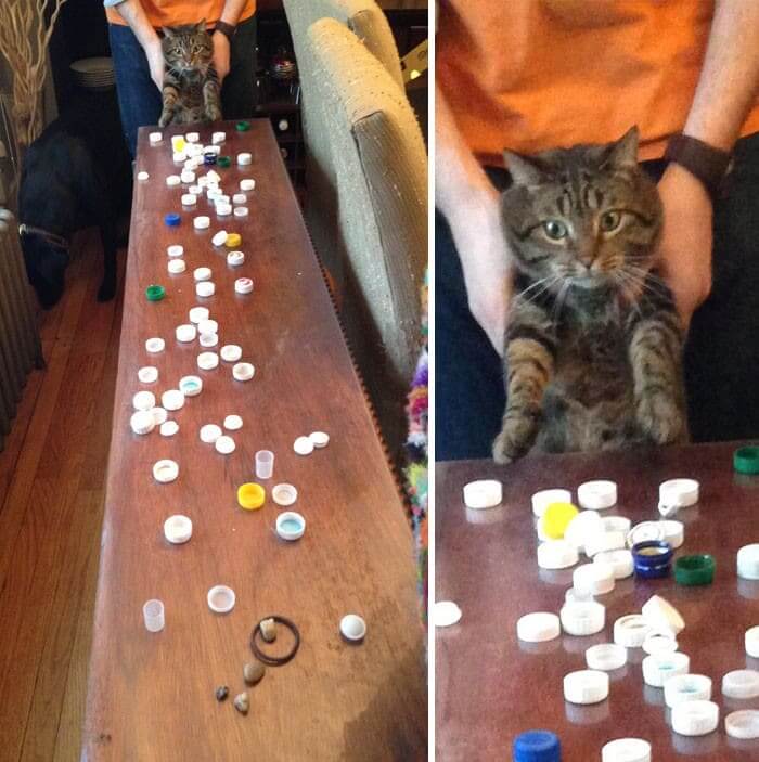 They Discovered The Cats Stash Of Bottle Caps And He Looks Ashamed