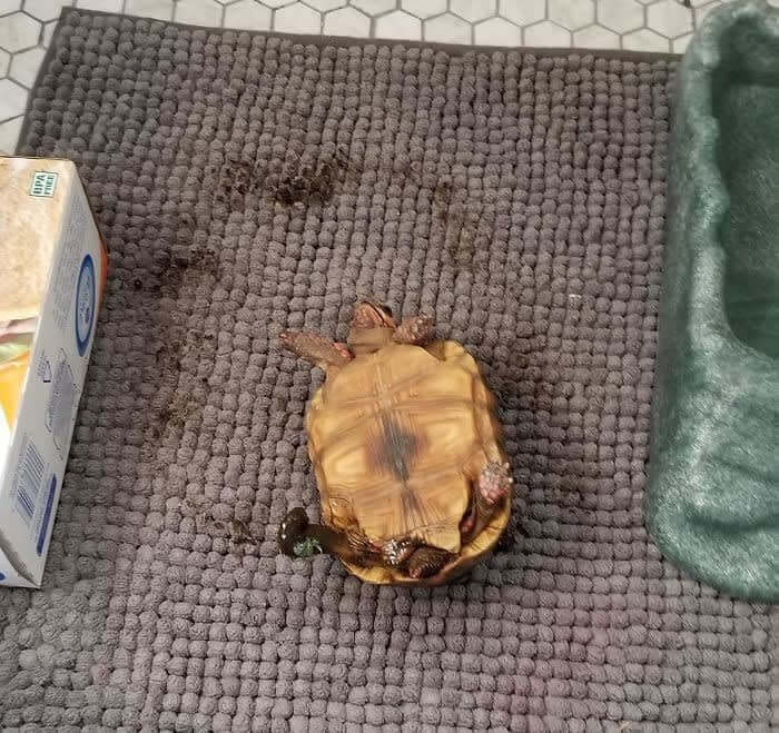 The Turtle Got Stuck In Poop, Ran Around In Circles, And Tipped Over