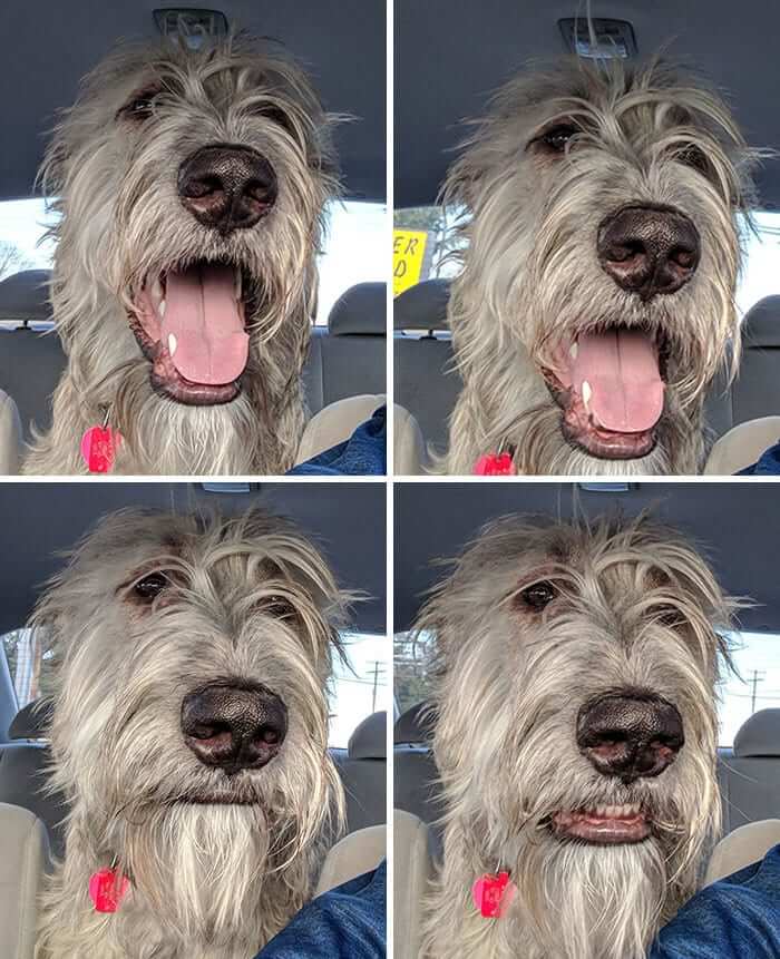 When Your Owner Drives Past The Park Towards The Vet