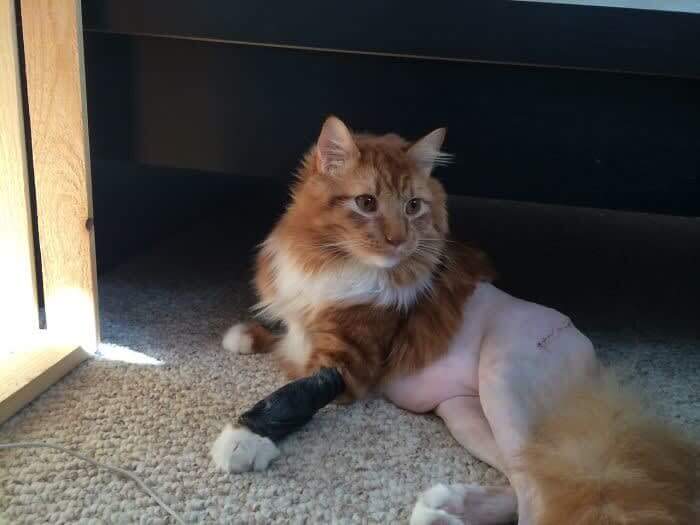 The Vet Removed Her Pants To Prepare Her For Surgery, They Should Grow Back In A Few Months