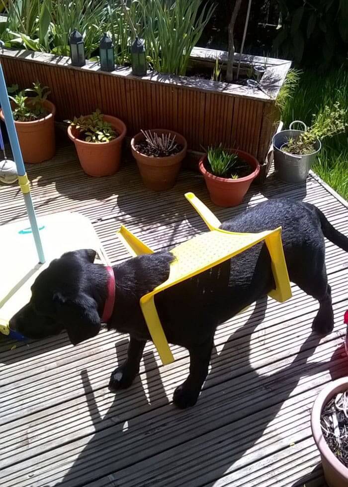 Nothing To See Here, Just A Dog Stuck In A Tiny Plastic Chair