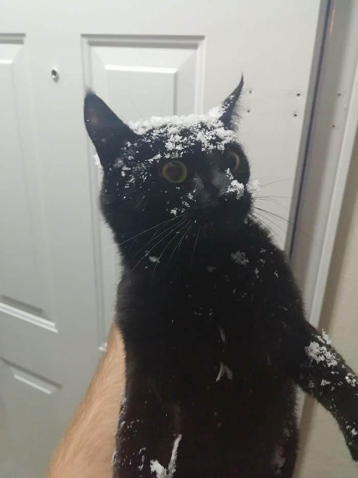 This Cat Decided To Try His Luck By Running Into The Wall Of Snow Outside The Front Door