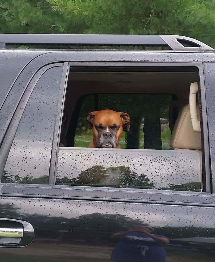 When It Starts Raining And Your Owner Makes You Leave The Dog Park Early