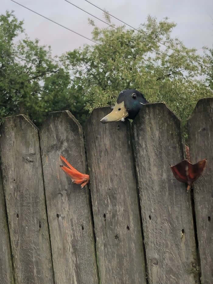 He Was Flying A Little Too Low To Clear The Fence