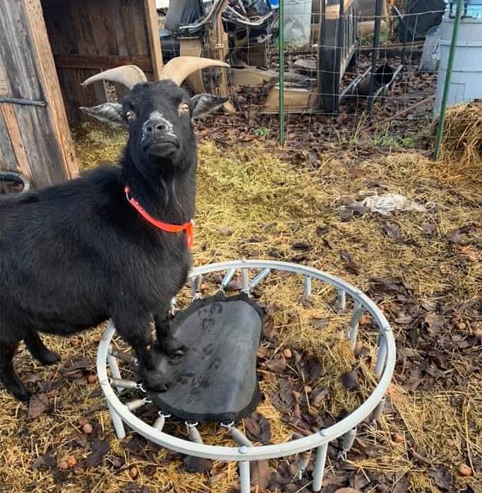 The Goat Is Sad Because His Trampoline Broke