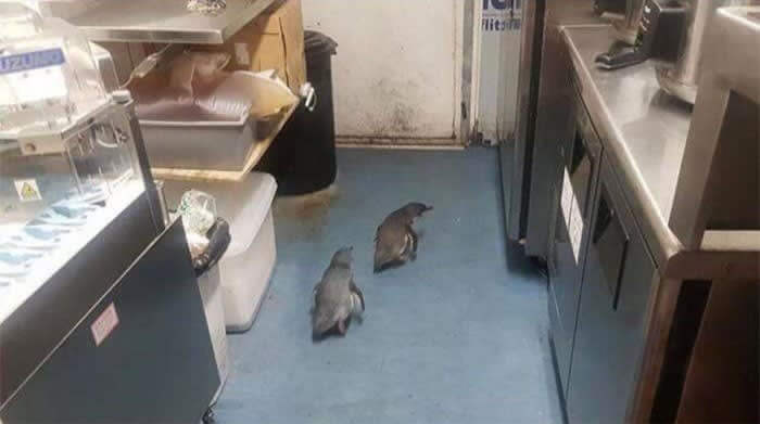 Penguins Break Into Sushi Restaurant And Get Arrested