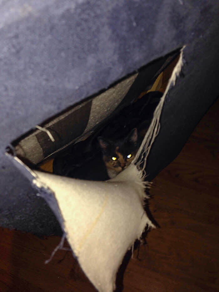 After Hearing Noises Inside The Couch, They Cut It Open And Found A Cat