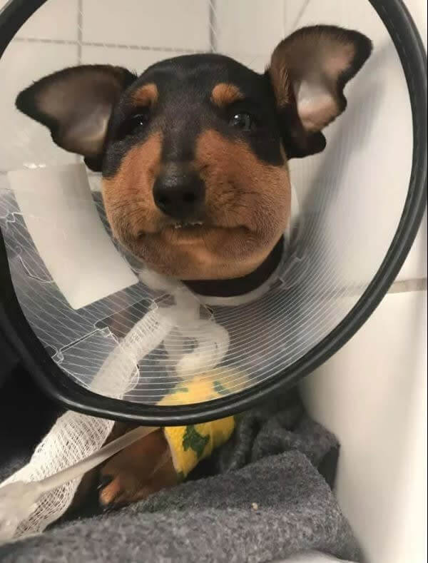 What's Worse Than A Bee Sting? A Snake Bite