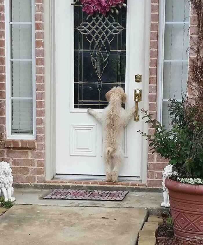 This Dog Ran Away For Hours, And Later The Owners Came Home To This
