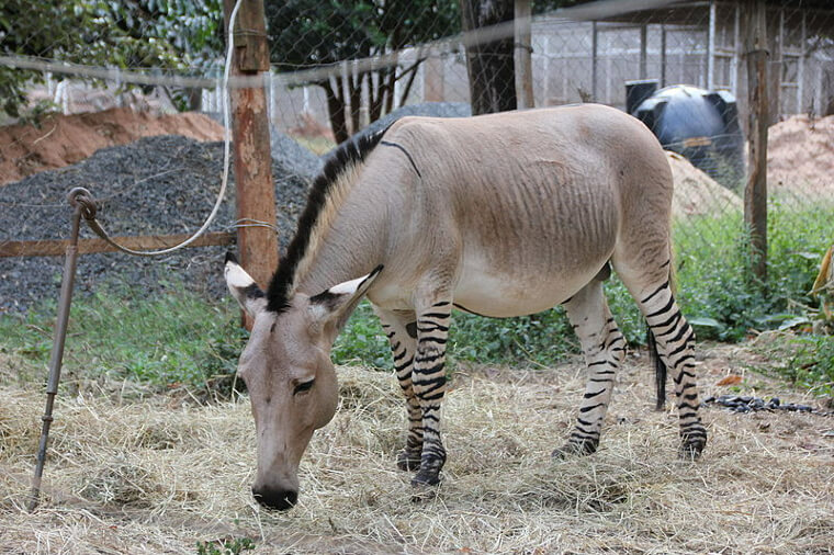 Bring Out Your Polaroid for the Zebroid