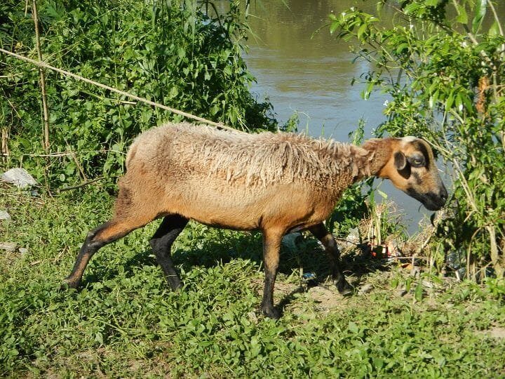 Make a Peep for the Geep