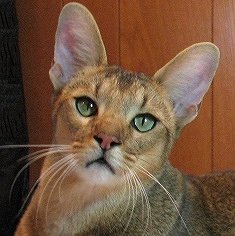 Chausie Cats From Egypt