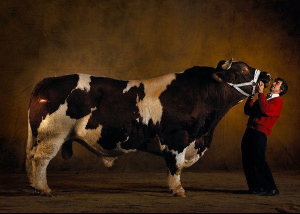 Belgian Blues - The Cow of Cows