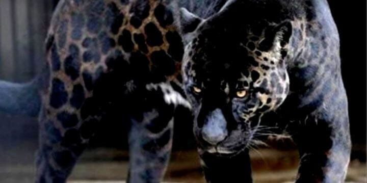 Nothing Quite Like a Jaglion