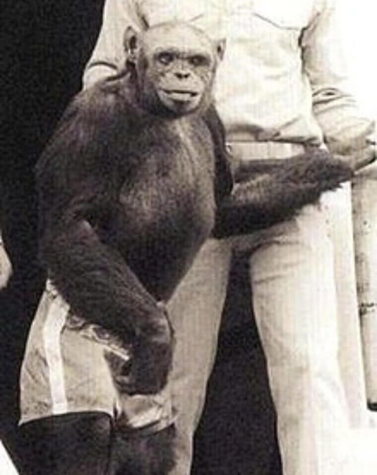 Have You Heard of the Humanzee
