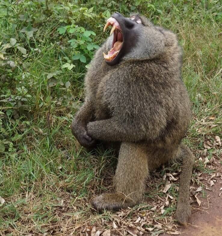 Everyone Loves a Baboon