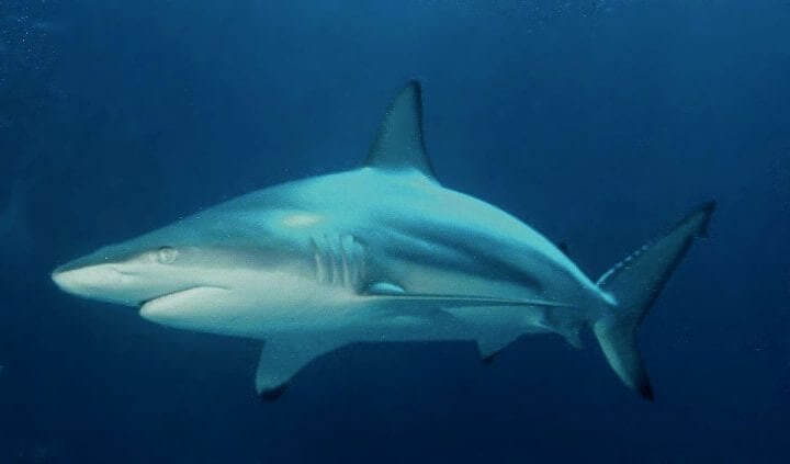 Two Sharks in One - Blacktip Shark