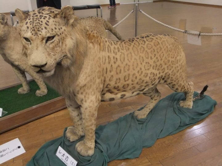 Here You Have the Leopon