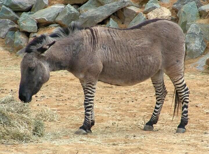 Introducing the Zonkey