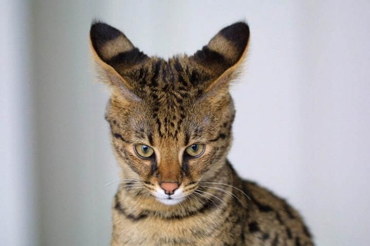 The Beautiful Savannah Cat