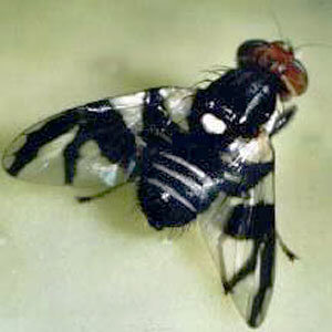 When Flies and Mosquitos Combine