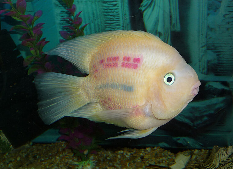 A Shocked Fish - The Blood Parrot Cichlid