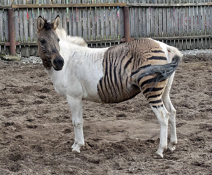 The Beautiful Zorse