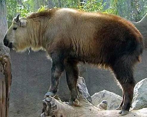 Introducing the Yakalo