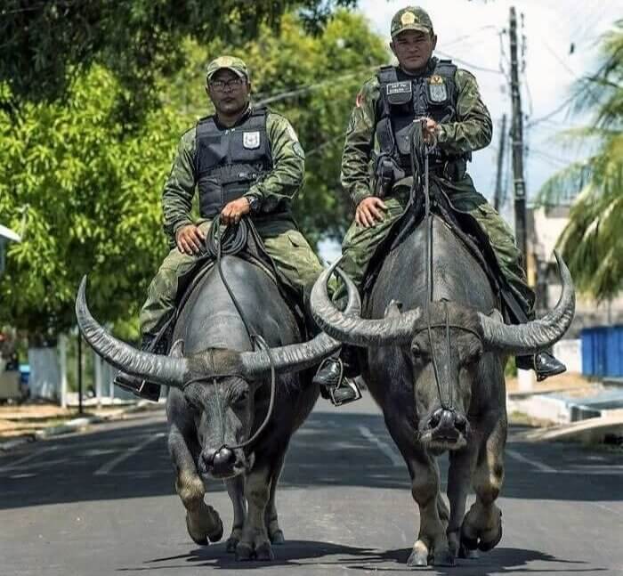 La Policía Brasilera Monta Los Caballos Más Extraños