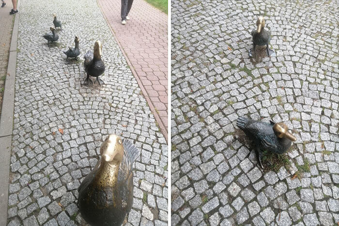 Well-Pet Ducks