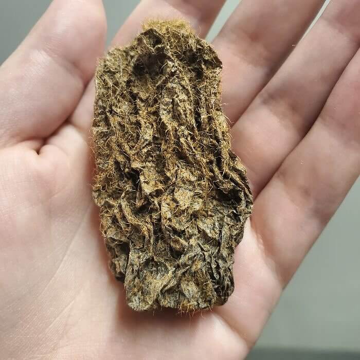 A Kiwi Left In The Office Desk During Lockdown