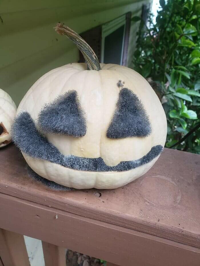 That's One Fuzzy Jack-O'-Lantern