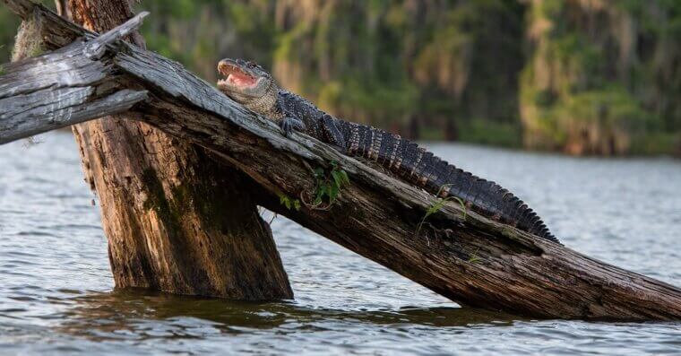 Breaux Bridge, Louisiana