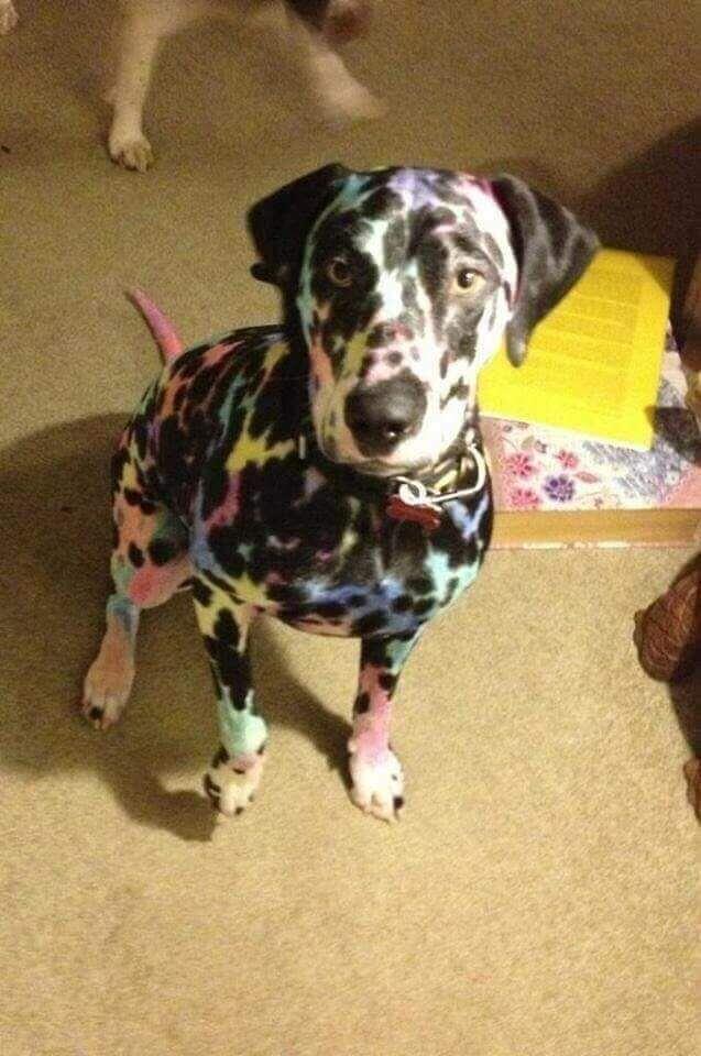 A Colorful Dalmatian