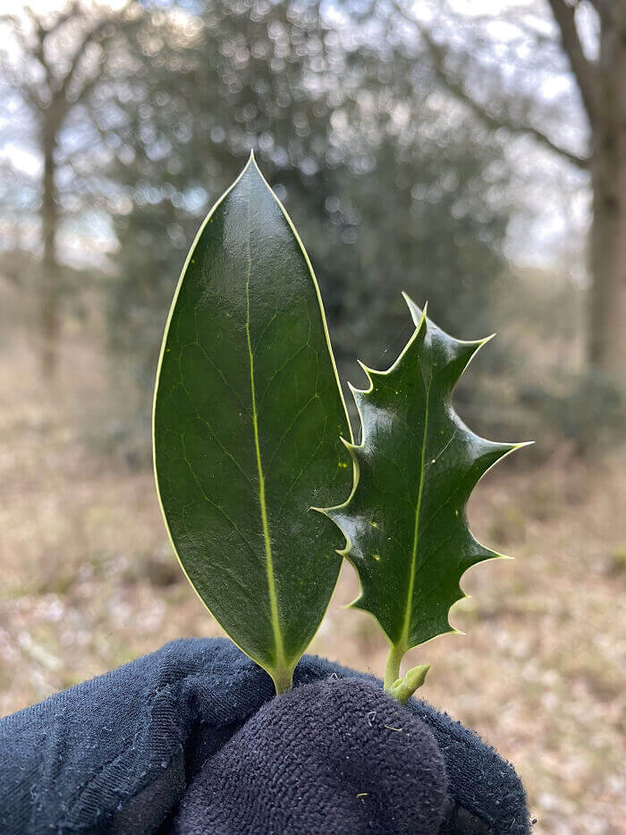 Hulstbladeren vechten terug tegen knabbelende dieren