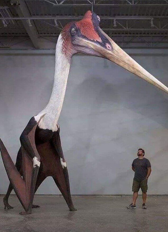 De grootste bekende vogel die ooit heeft bestaan