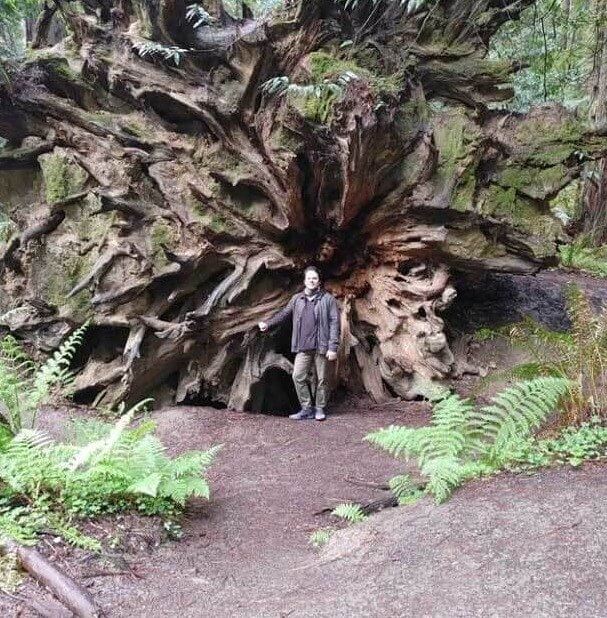 De enorme omvang van een Redwoodboom vergeleken met een mens